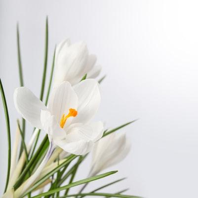 הזמנת פרחים