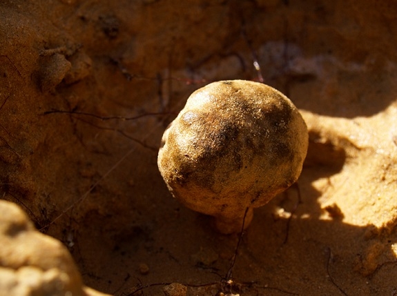 כמהת המדבר, פטריית הכמהין המדברית