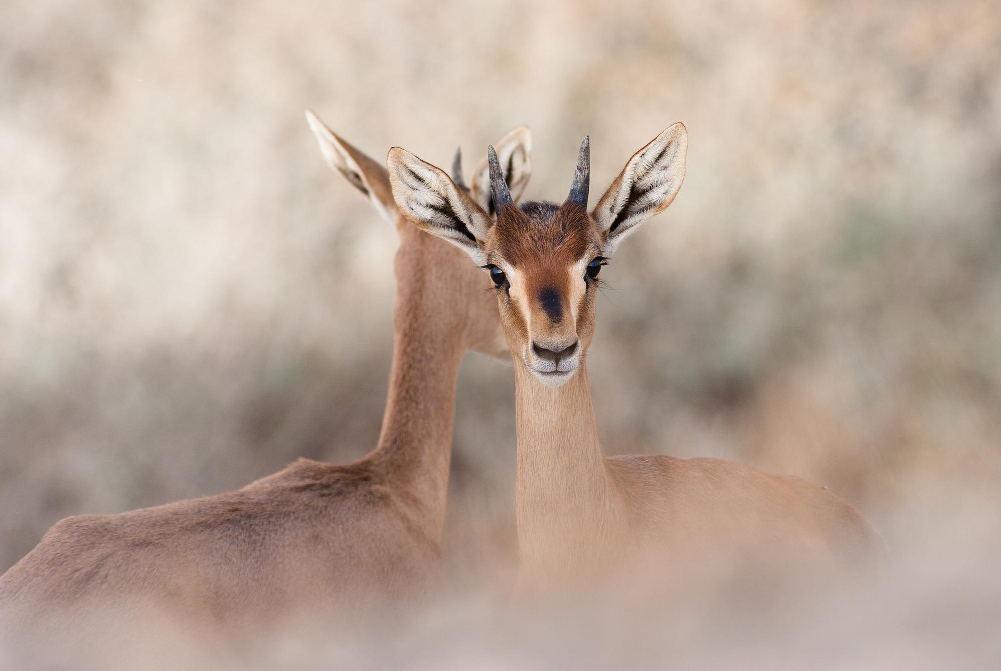 טבע ישראלי באו"ם 
