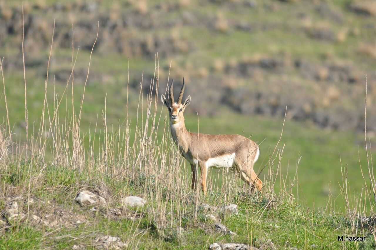 צילום: מחמוד נסאר