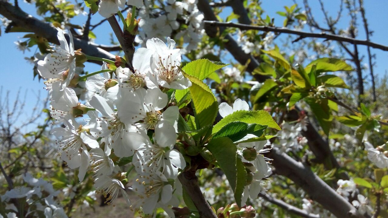 פריחת הדובדבן בשיאה