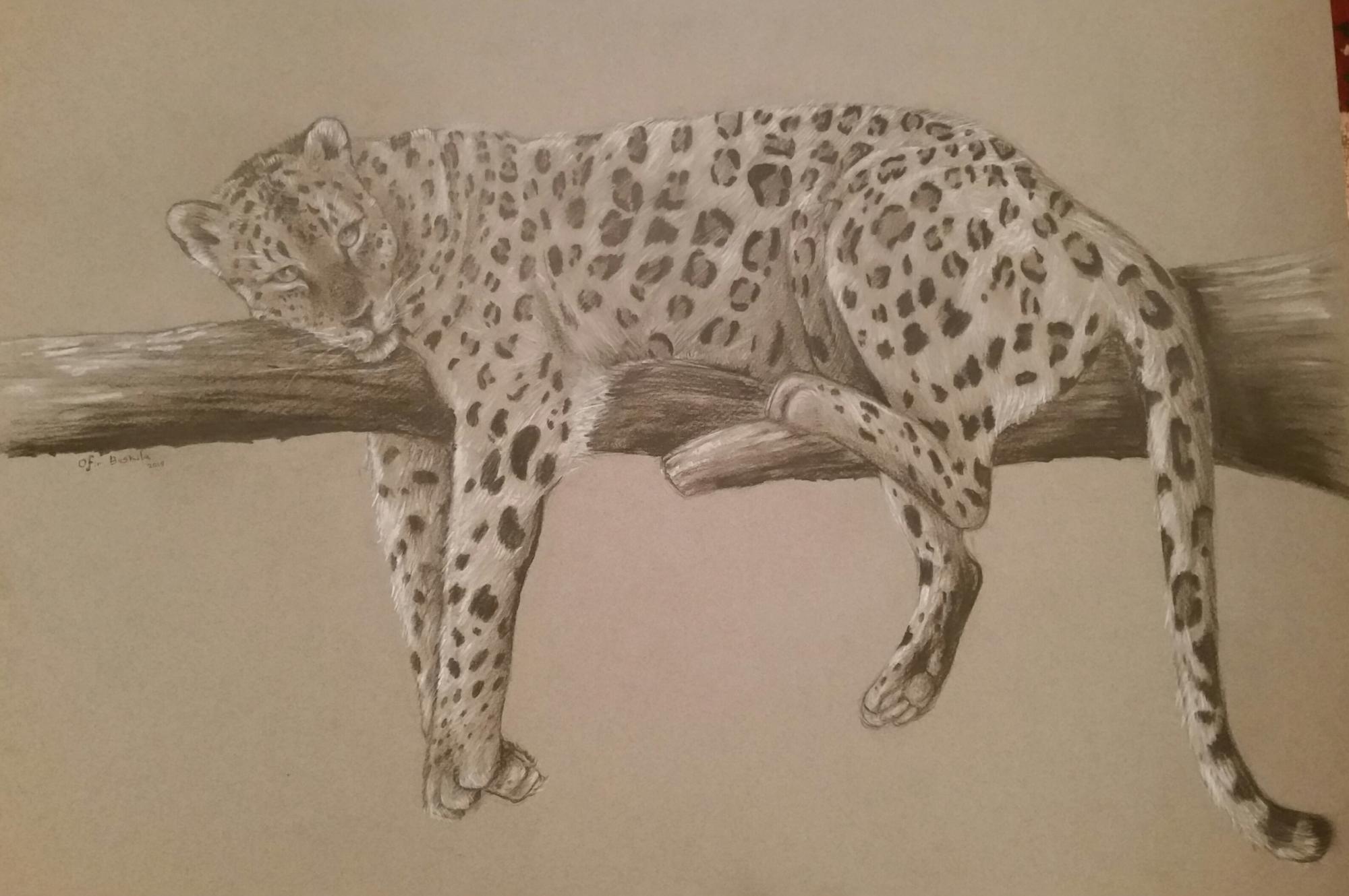 חיות הבר הנדירות של אופיר בוסקילה. צילום: יח"צ