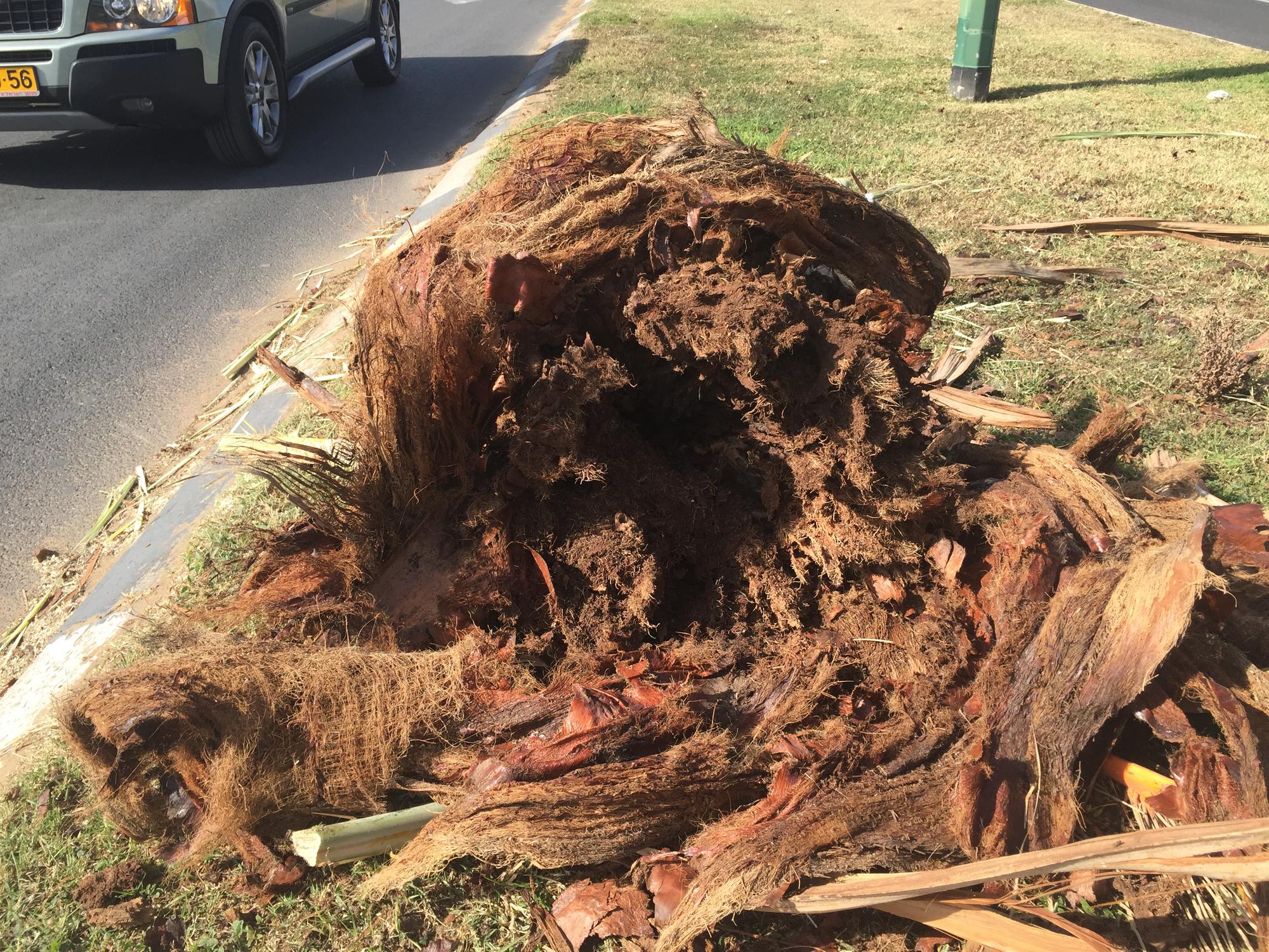 משרד החקלאות מתריע: בחורף וברוחות קיימת סכנת עצים נגועים נופלים
