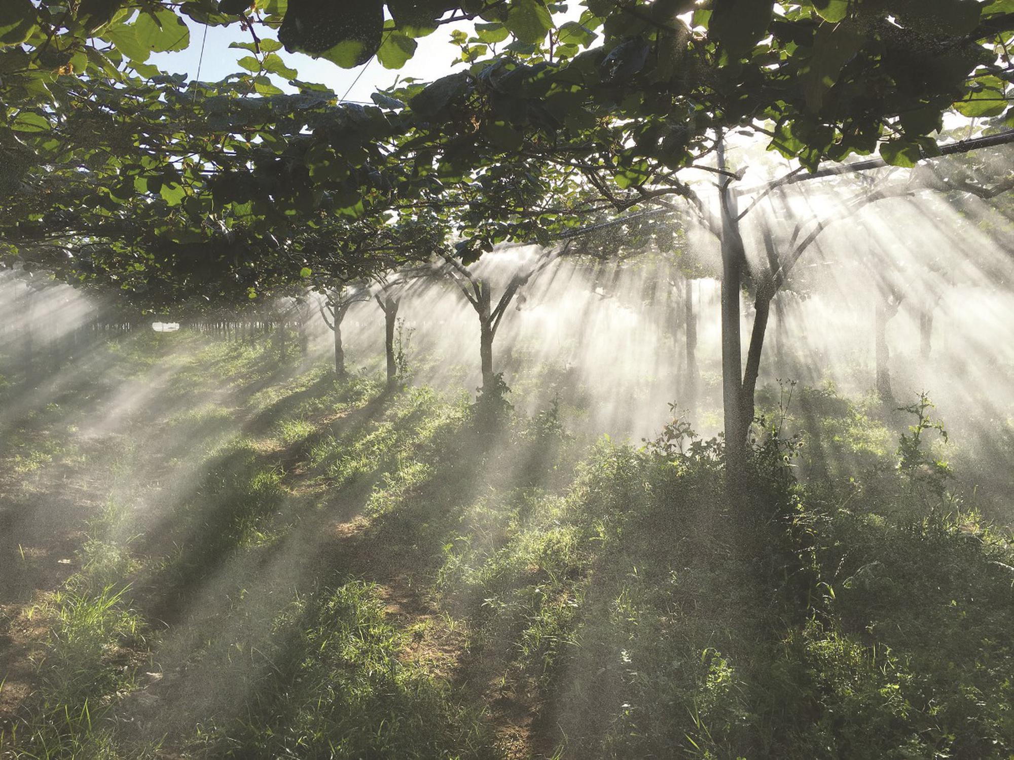מערכת ריסוס פורצת דרך ידידותית לסביבה פותחה על ידי חוקרי חברת נען דן ג'יין הישראלית 