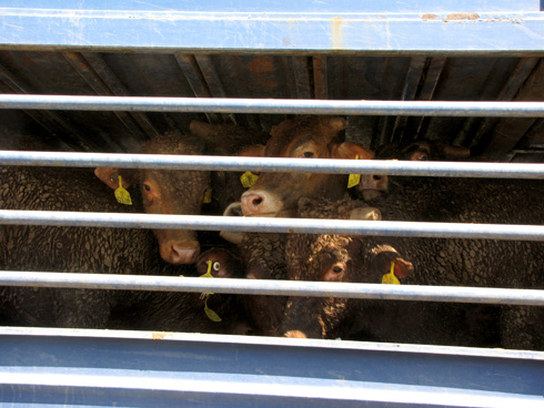 צילום מהעצרת: רויטל טופיול, צילום עגלים: עמותת אנונימוס לזכויות בעלי-חיים