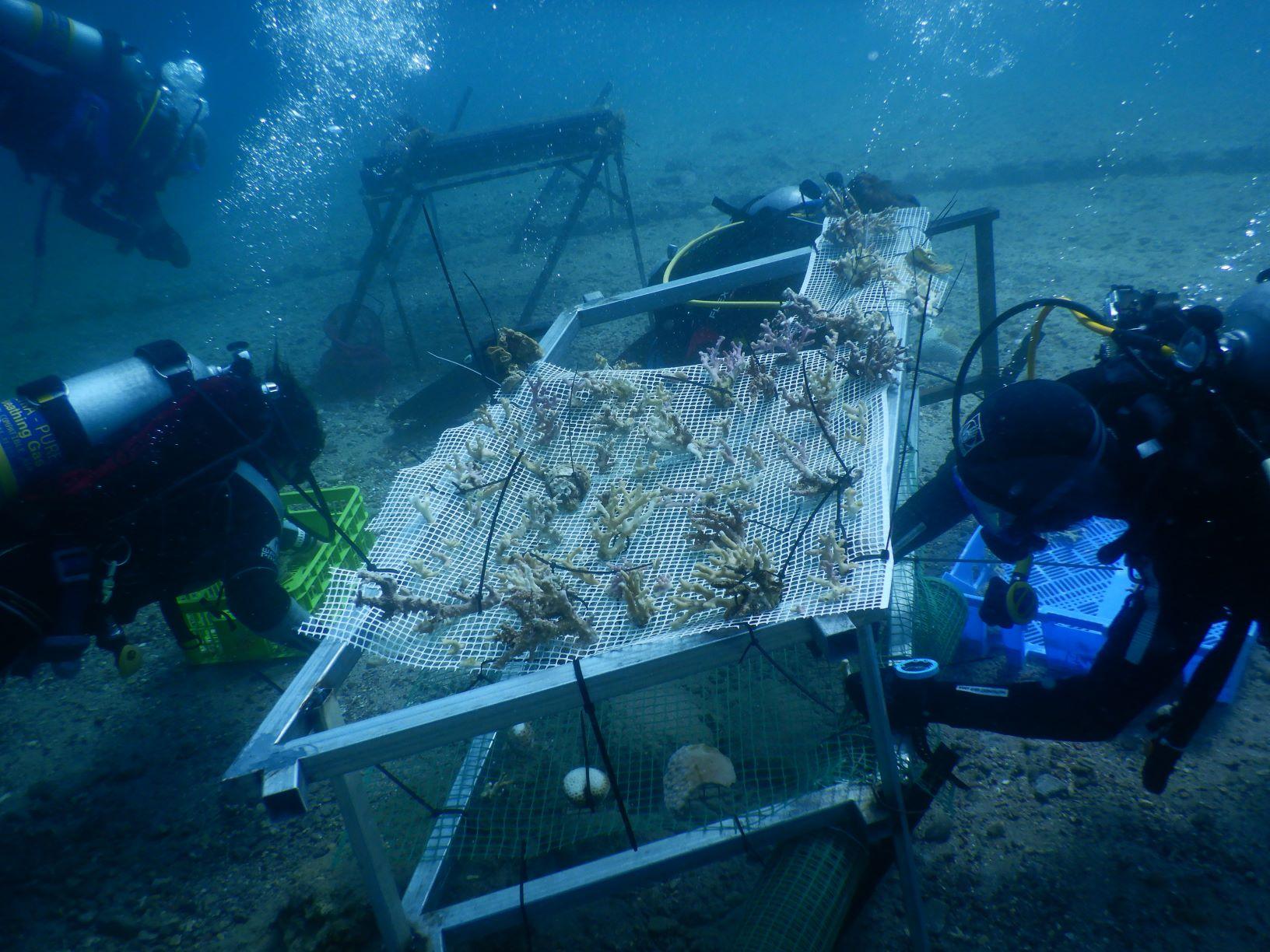 איסוף שברי אלמוגים (צילום: אסא אורן)