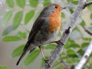 צילום: נפתלי מירון