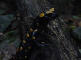 salamandra