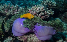 שר האוצר בסיור בחוף קצא"א: "אחד החופים היפים בישראל חוזר לידי הציבור" חוף אקולוגי. צילום: אילוסטרציה