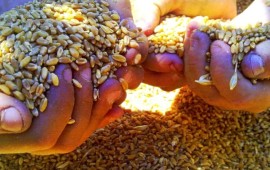 שבועות: טיולים וסדנאות קציר חיטים בחוות בל עפרי ברמת הגולן סדנאות קציר חיטים בחוות בל עפרי ברמת הגולן