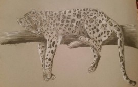 ''בר'' - תערוכת יחיד מרהיבה של ציורי חיות נדירות חיות הבר הנדירות של אופיר בוסקילה. צילום: יח