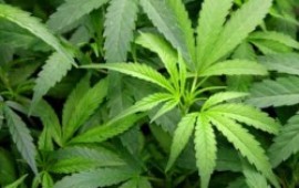 מונטל וויליאמס יגיע לישראל לקדם השימוש בקנאביס רפואי