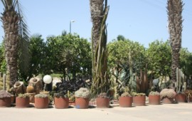 טיולים לסוכות: מטיילים לשדות נגב kaktusheiman