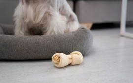 איך בוחרים מיטה לכלב? קרדיט תמונה FREEPIK