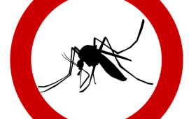 במדינה כמו ישראל – חייבים קטלן יתושים קרדיט תמונה PIXABAY